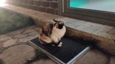 Трёхцветная кошечка