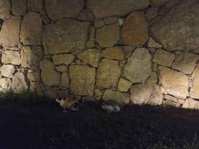 Кошечка с котёнком