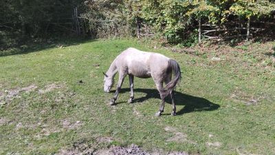 Лошадка по дороге к YELL Extreme Park
