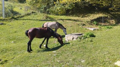 Лошадки по дороге к YELL Extreme Park