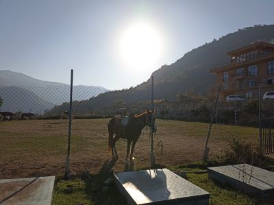 Лошадки в YELL Extreme Park