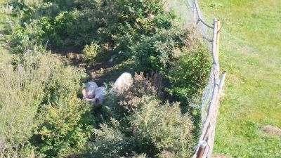 Свинки возле YELL Extreme Park