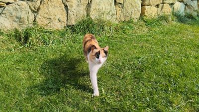 Трёхцветная наглая кошечка