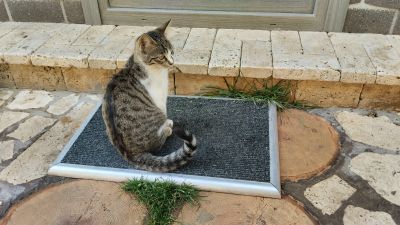 Бело-серый котик