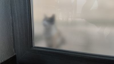 Кошечка в ожидании