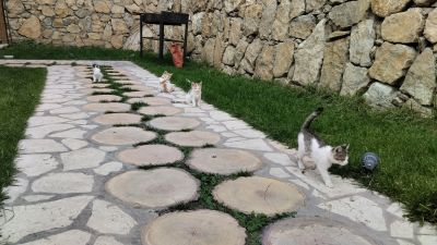 Всё семейство котят