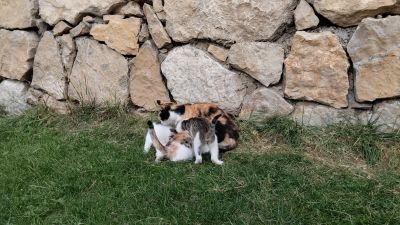 Поели сосиски, можно и маму покушать