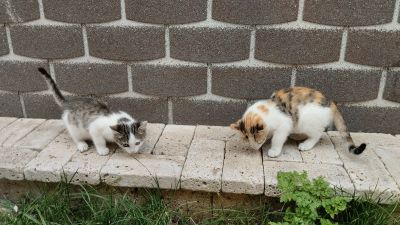 Два котёнка