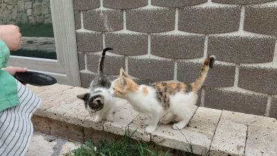 Два котёнка