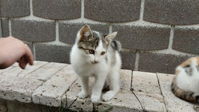 Бело-серый котёнок