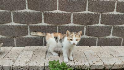 Трёхцветный котёнок