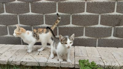 Два котёнка