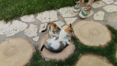 Сражение котят