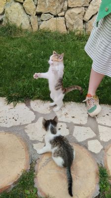 Игрули с травинкой