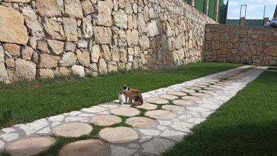 Мама кошка с котёнком