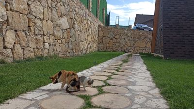 Мама кошка с котёнком