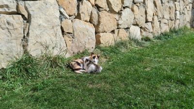 Мама кошка с котёнком