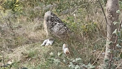 Два котёнка