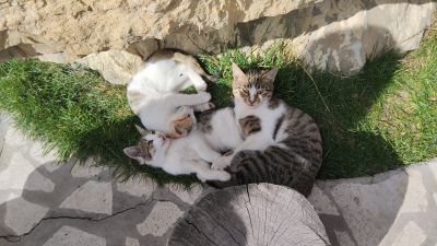 Папа кот с двумя котятами