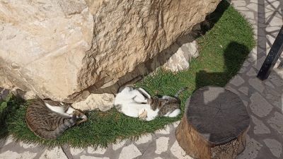 Котята достали папу кота